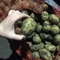 картофель Гала (3,5-4,5 калибр) в Иркутске 3
