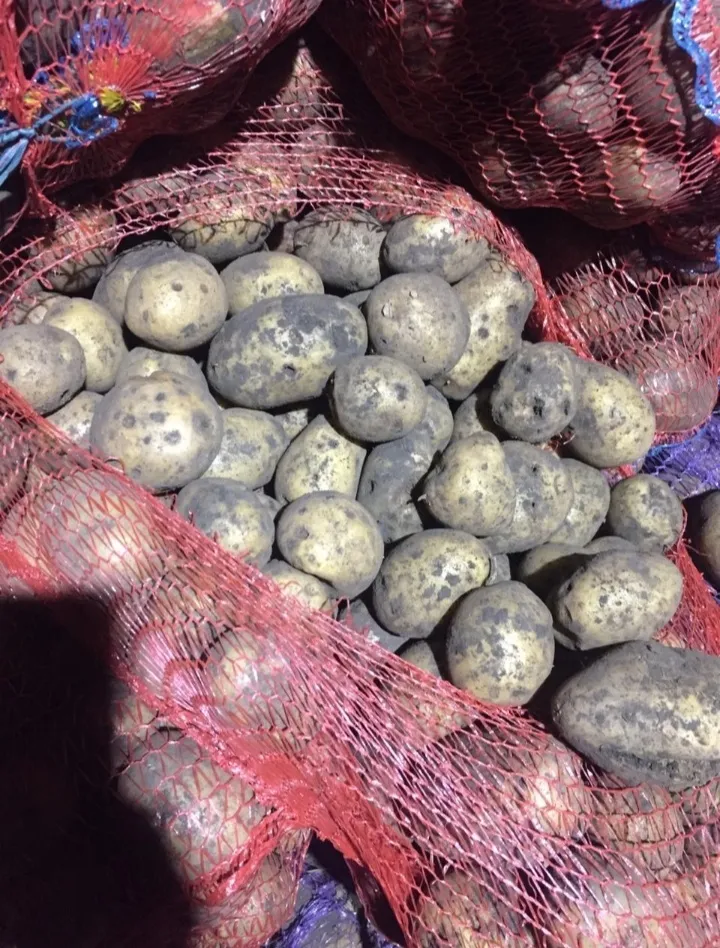 картофель Гала (3,5-4,5 калибр) в Иркутске 2
